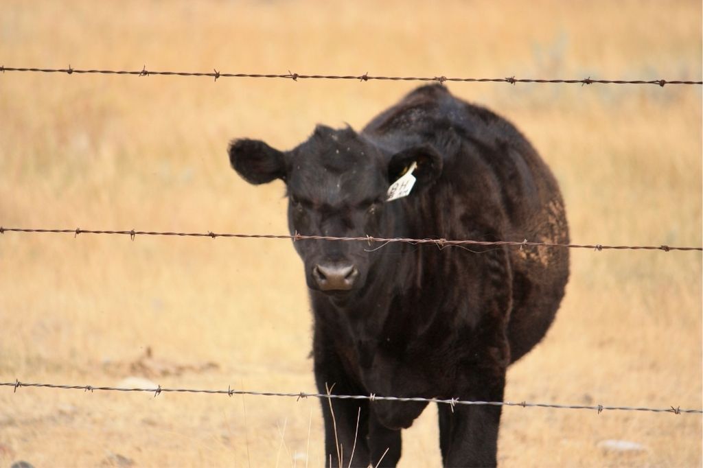 Saskatoon farm with a cow behind barbed wire